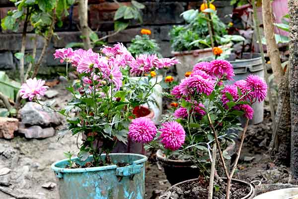 Pots Flowers Plant In India Photo Free Download