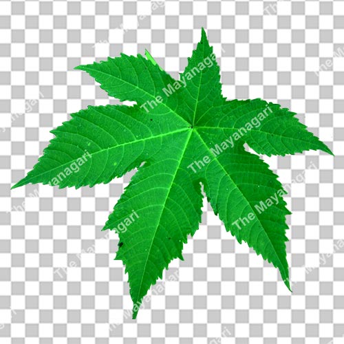 Green Leaf Png Photo Free Download