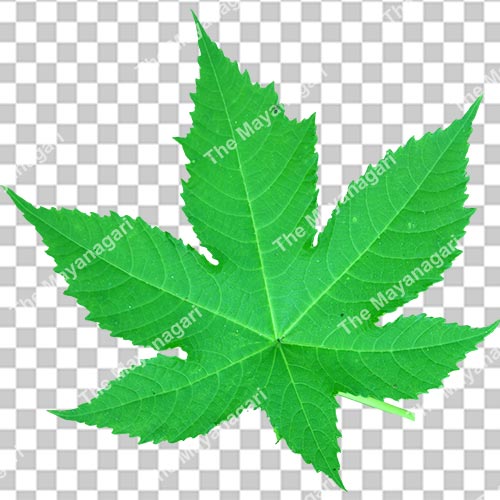 Freen Green Leaf Png Photo Free Download