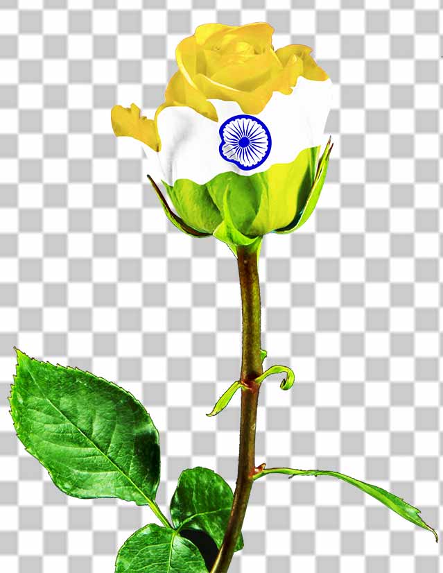 Rose Flower In Indian Flag Colour Photo Free Download