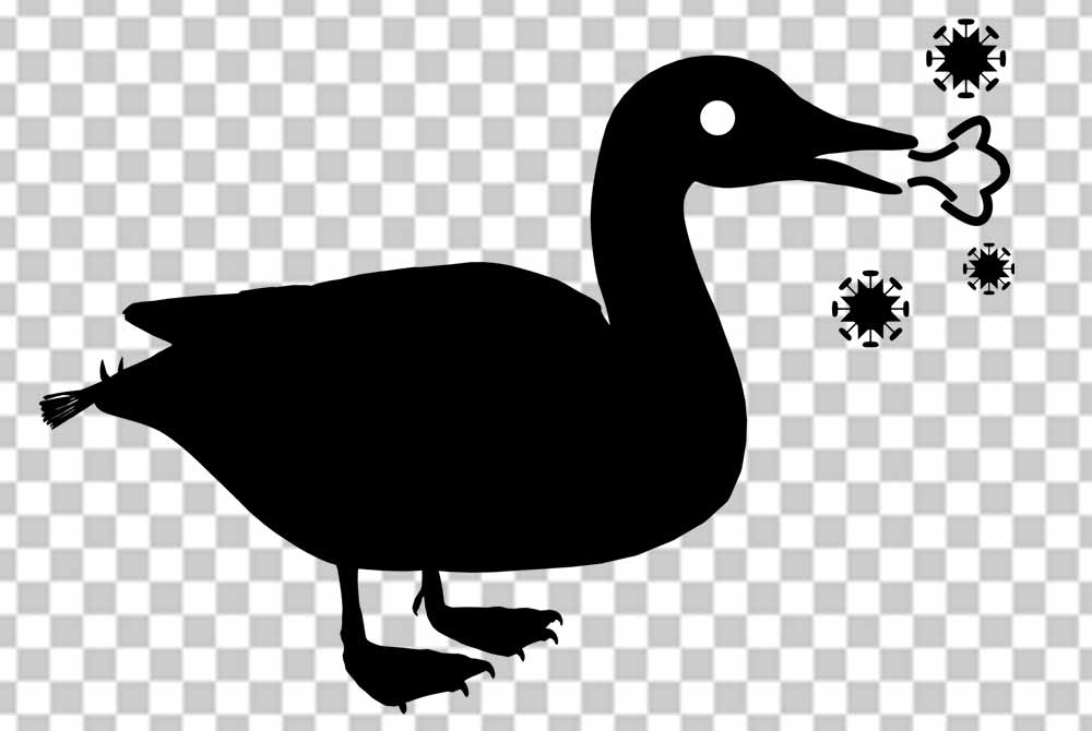 Bird Flu Png Logo Photo Free Download