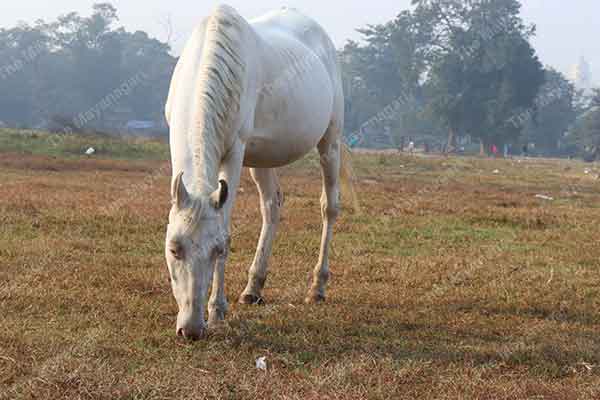 White Horse Eating Grass In Field Photo Free Download
