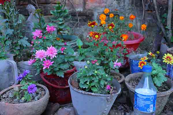 Flowers Plant in pot Photo Free Download
