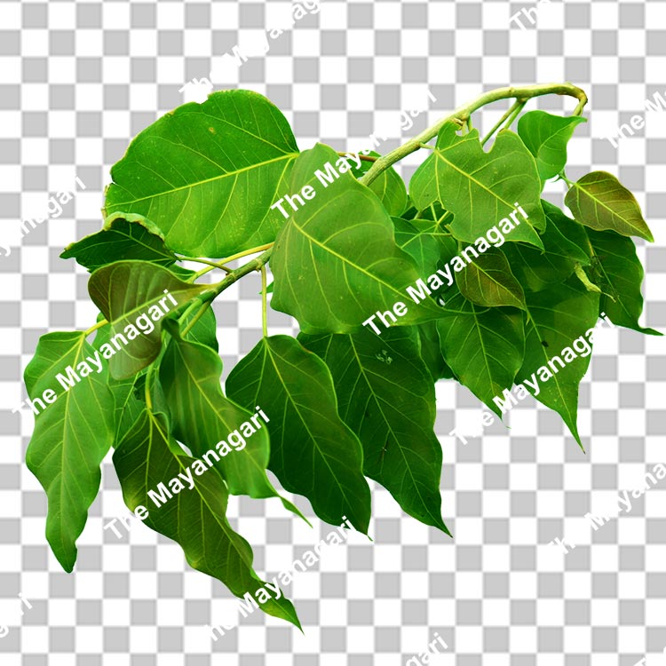 Peepal Leaf Branch Png Photo Free Download