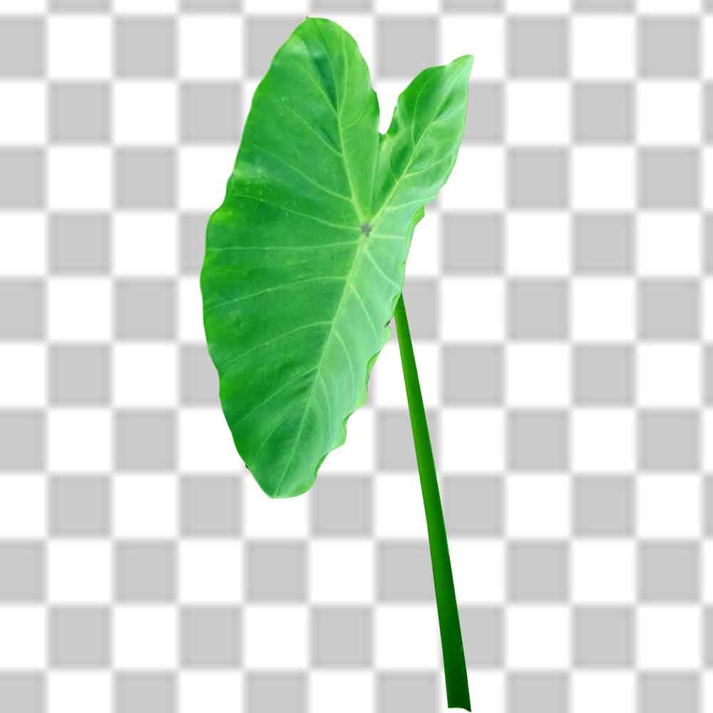 Indian Taro Leaf Png Photo Free Download