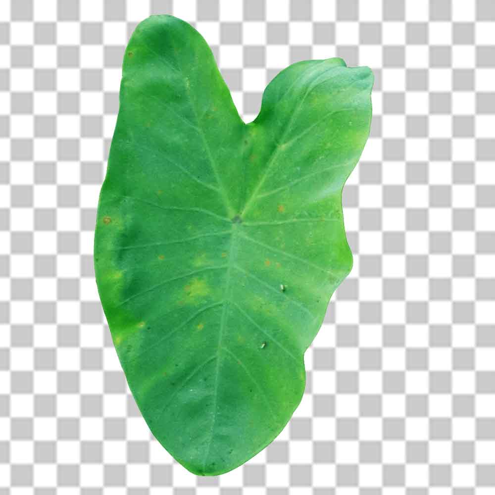 Taro Leaf Png Clipart Photo Free Download