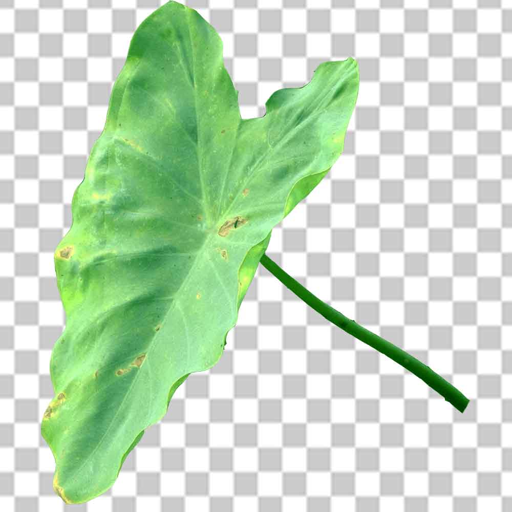 Taro Leaf Clipart Png Photo Free Download