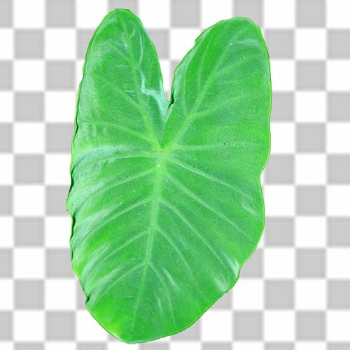 100+ Taro Leaf Png Photo Free Download