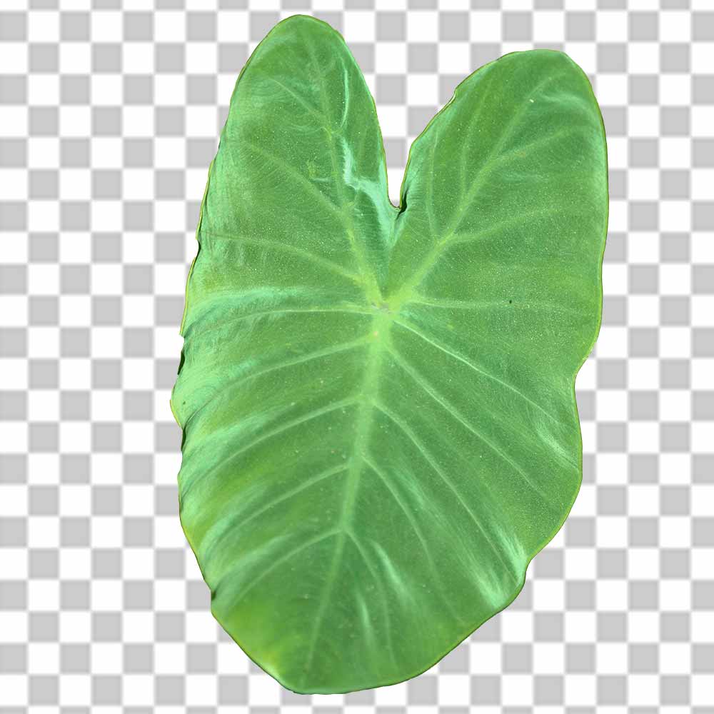 100+ Taro Leaf Png Clipart Photo Free Download