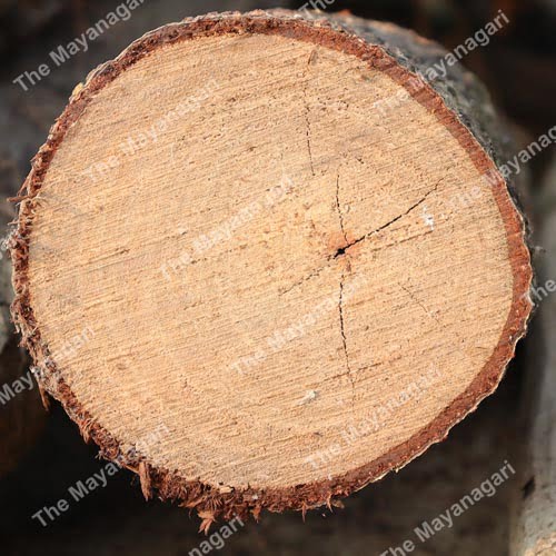 TREE CUT TEXTURE Photo Free Download
