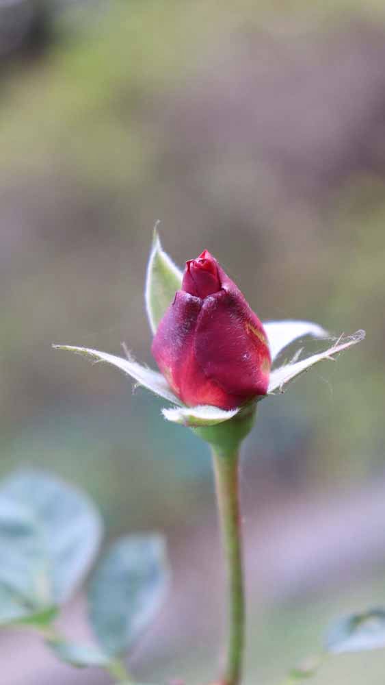 Rose Bud Photo Free Download