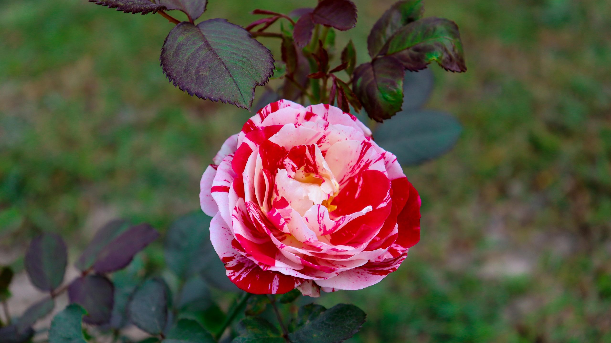 Blossomed White And Red Rose Photo Free Download