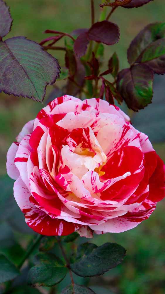 Dual Color Rose Wallpaper Photo Free Download