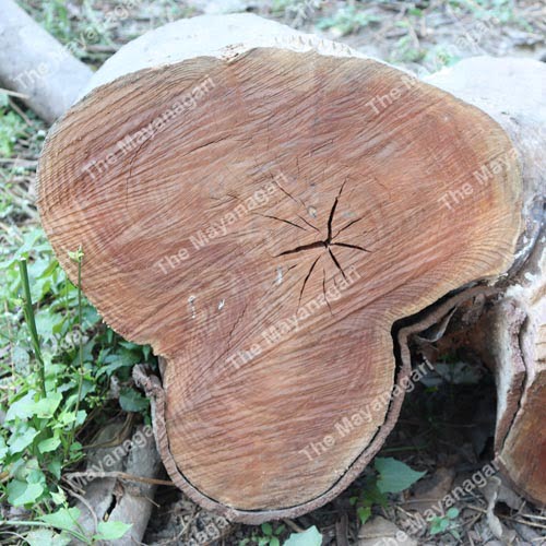 Tree Rings Texture Photo Free Download