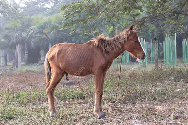 Alon Lean Skinny Horse Photo Free Download