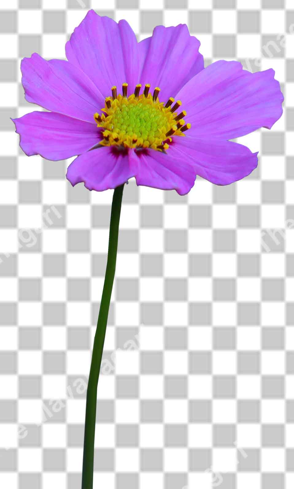 Garden Cosmos Png Transparent Photo Free Download