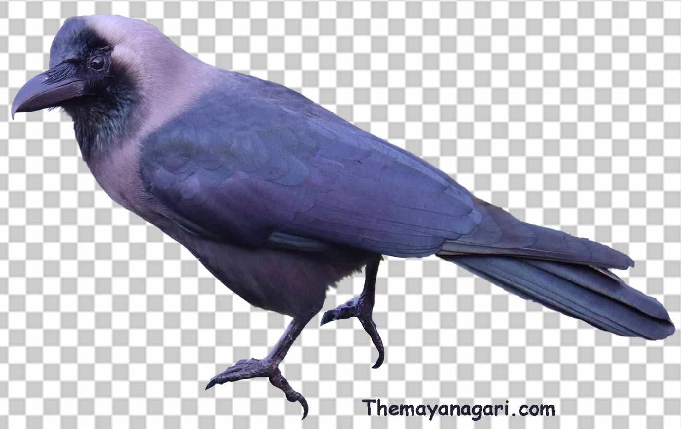 Crow Png Photo Free Download