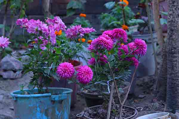 Pots Flowers Plant Photo Free Download