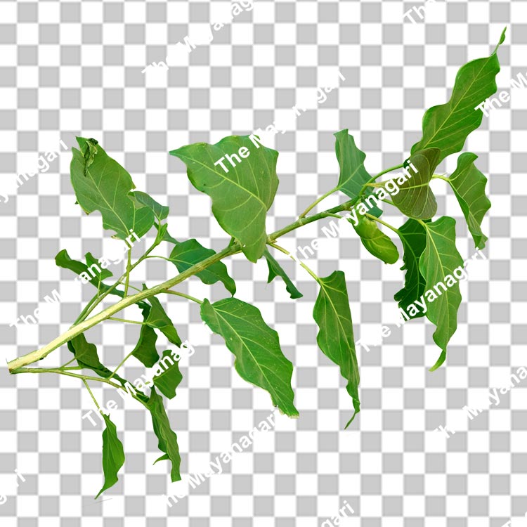 Peepal Leaf Branch Transparent Background Photo Free Download
