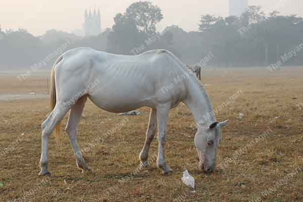 White Horse Eating Grass Photo Free Download