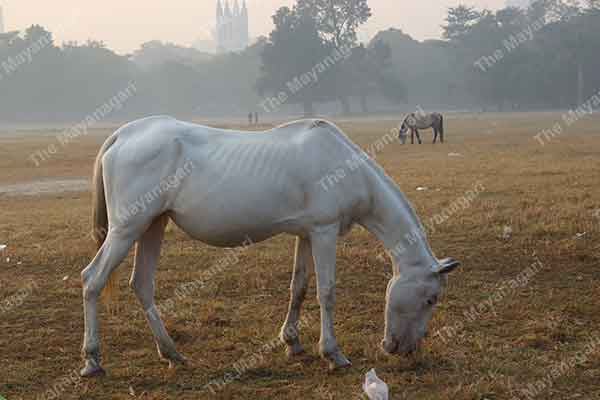Horses Eating Grass Photo Free Download