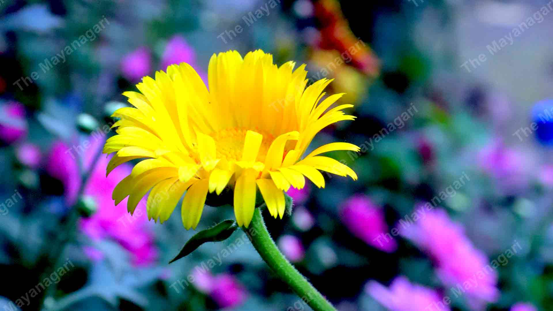 4K Sun Flowers Wallpaper 2160×3840 Photo Free Download