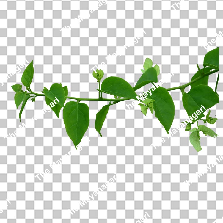 Leaf Branch Png Photo Free Download