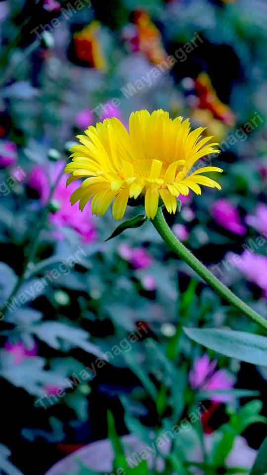 Sun Flowers Wallpaper Mobile Photo Free Download