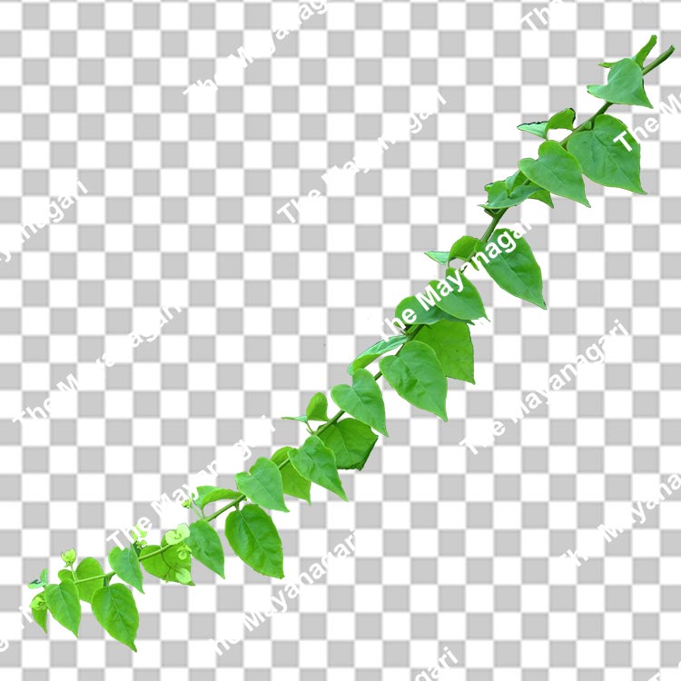 Long Leaf Branch Png Photo Free Download