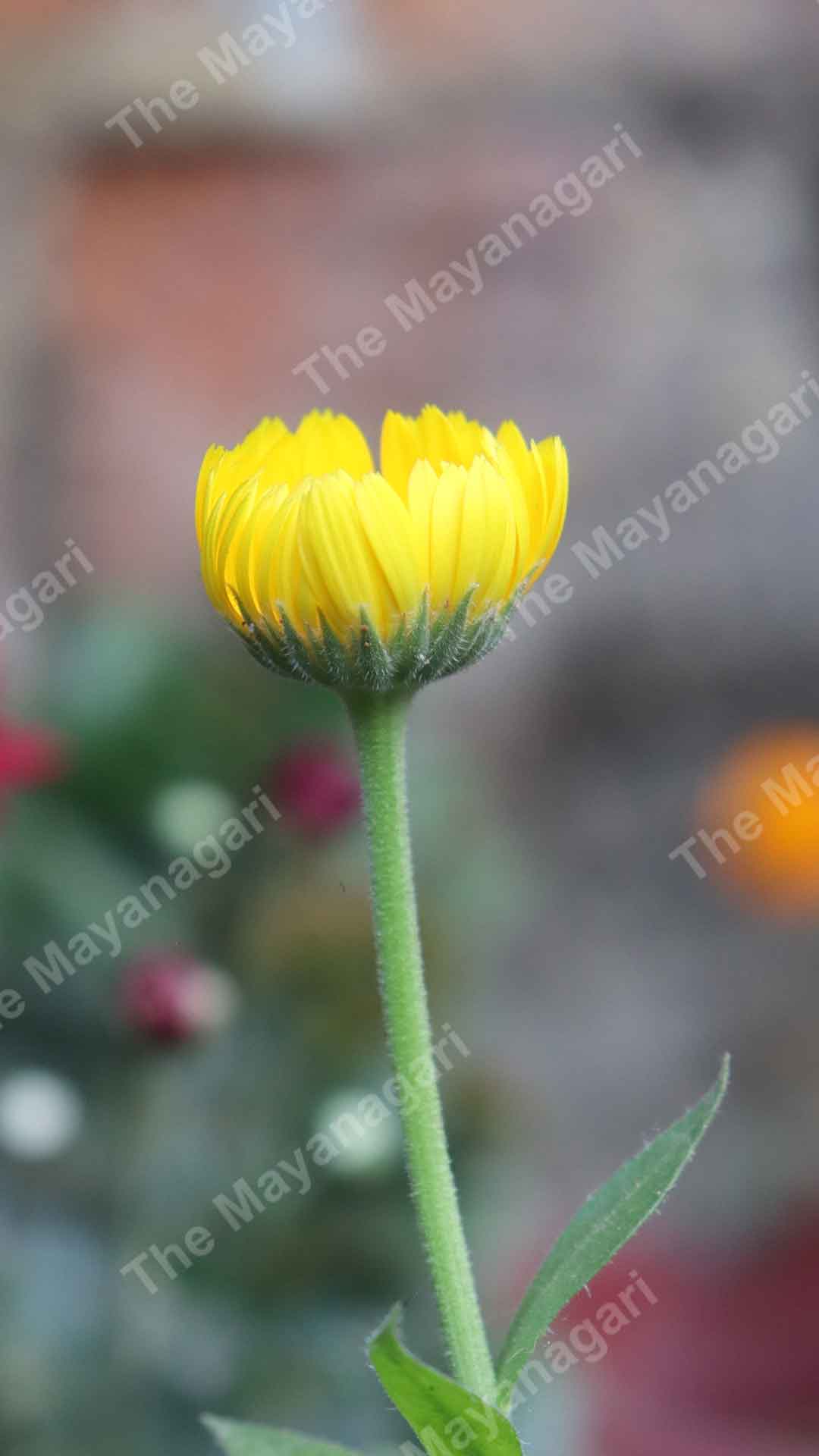 Sun Flowers Mobile Wallpaper Photo Free Download