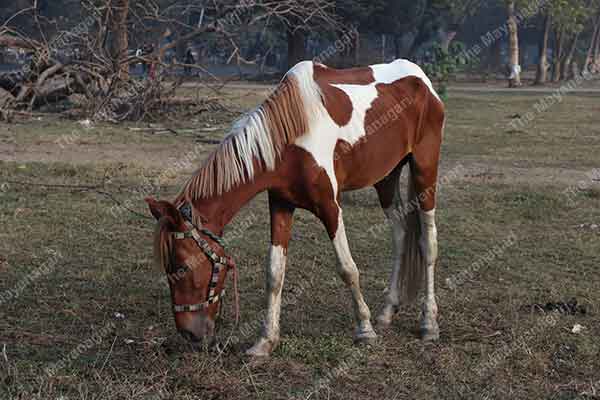 Brown Horse Photo Free Download