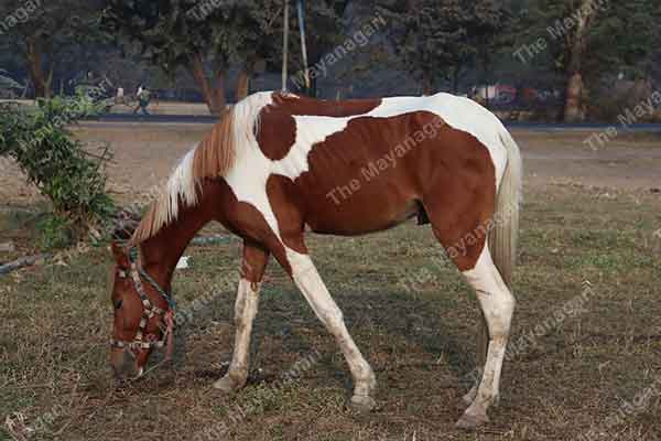 White and Brown Horse Photo Free Download