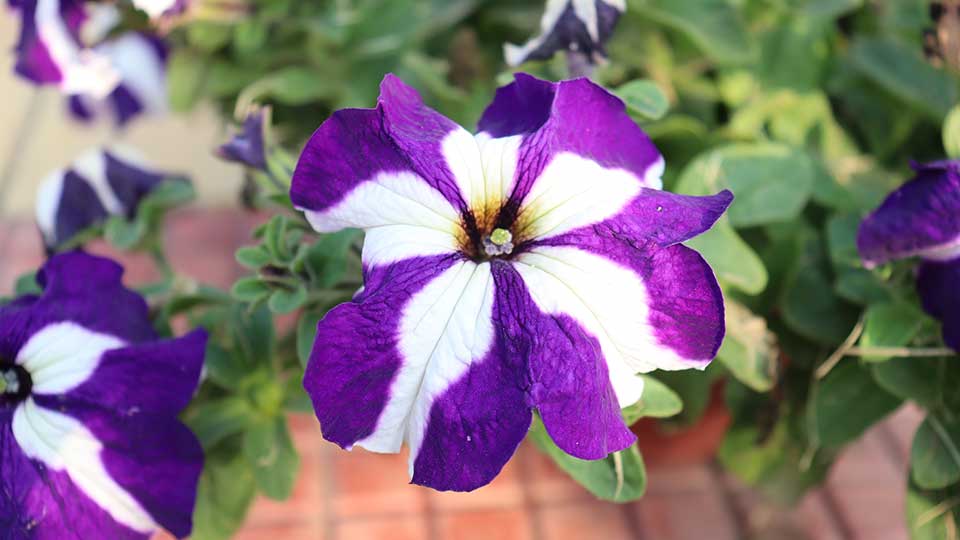 4K violet flower dextop wallpaper Photo Free Download
