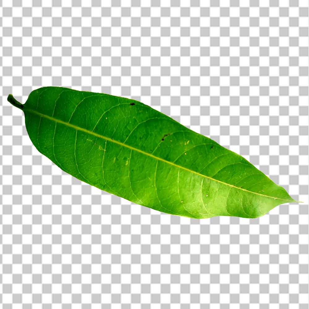 Single Mango Leaf Png Free Photo Free Download