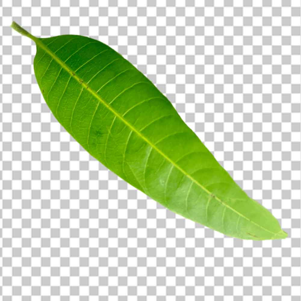 Mango Leaf Png Free Photo Free Download