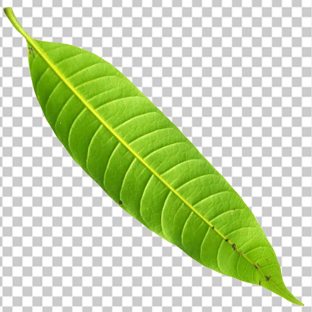 Mango Leaf Png Transparent Free High Quility Image Download | The Mayanagari
