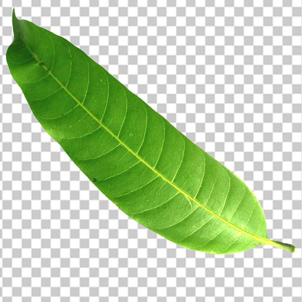 single banana leaf png