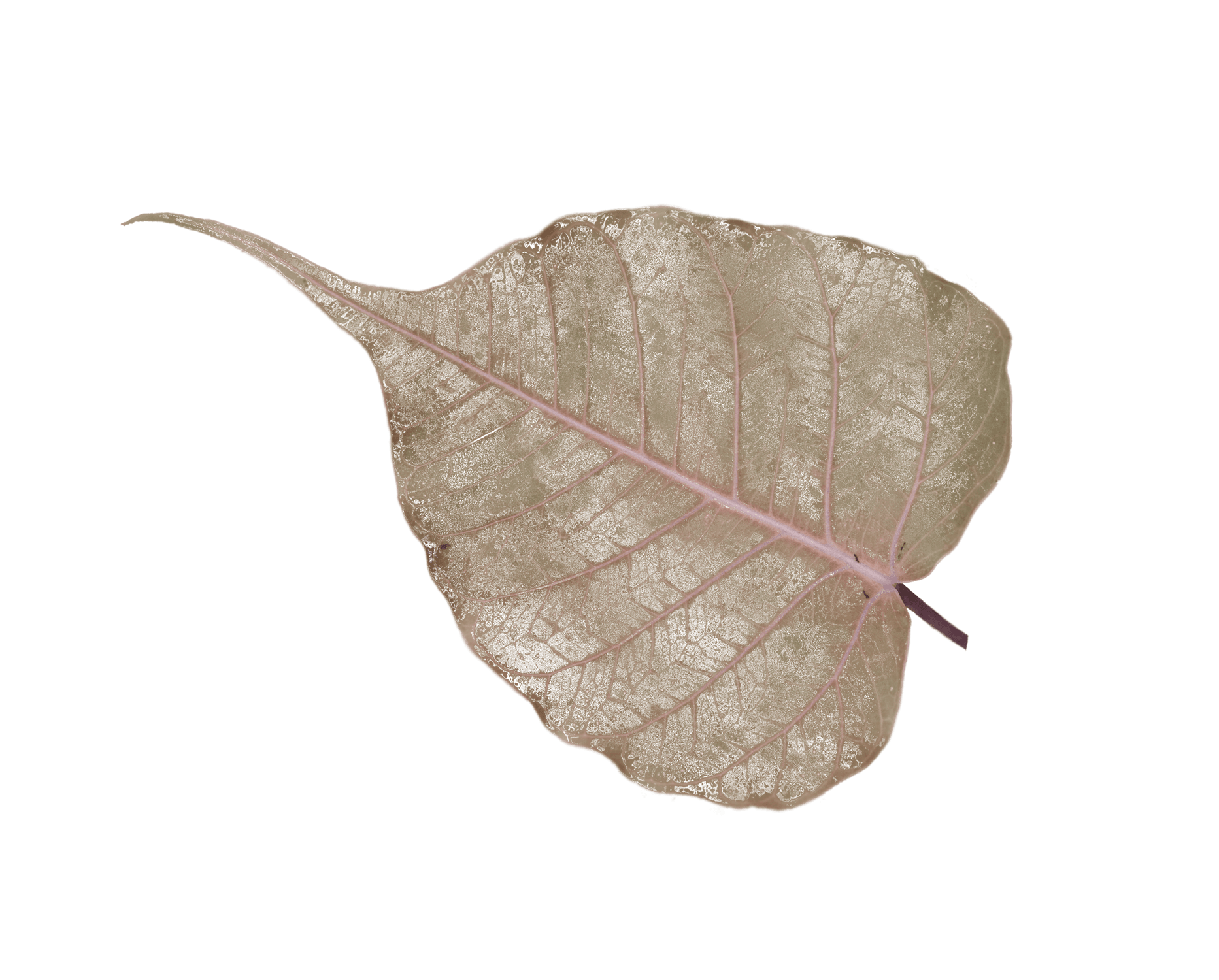 Peepal Leaf Png Transparent Image Photo Free Download