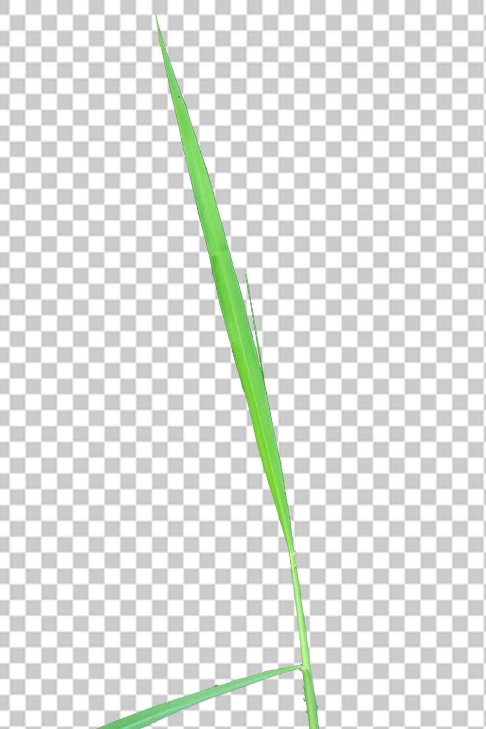 Single Grass Png Photo Free Download
