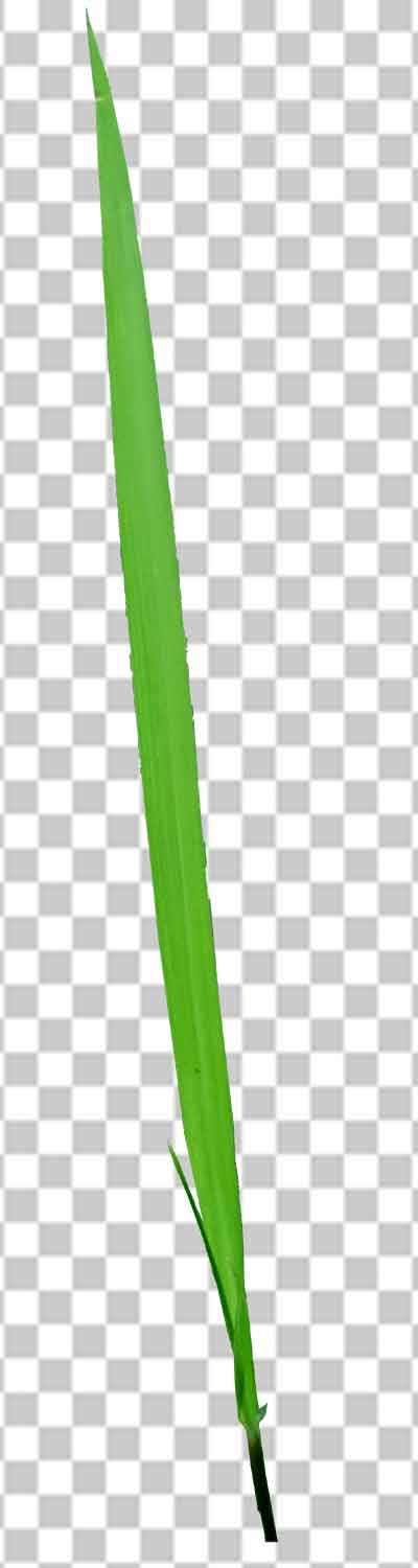 Single Grass Png Cipart transparent Photo Free Download