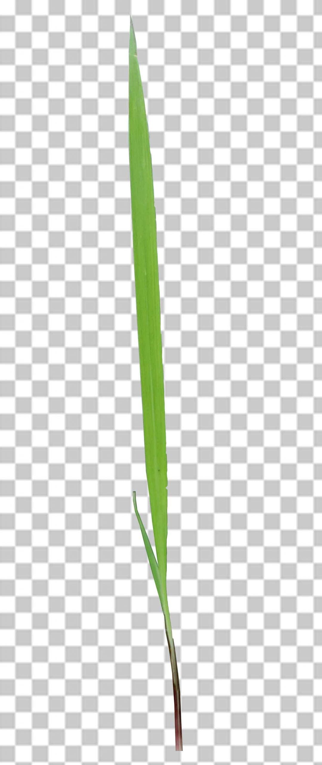 Single Grass Png Transparent Image Photo Free Download