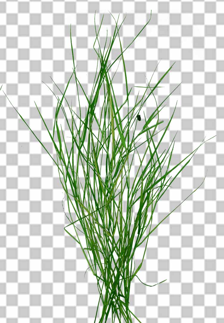 Durva Grass Png Transparent Photo Free Download