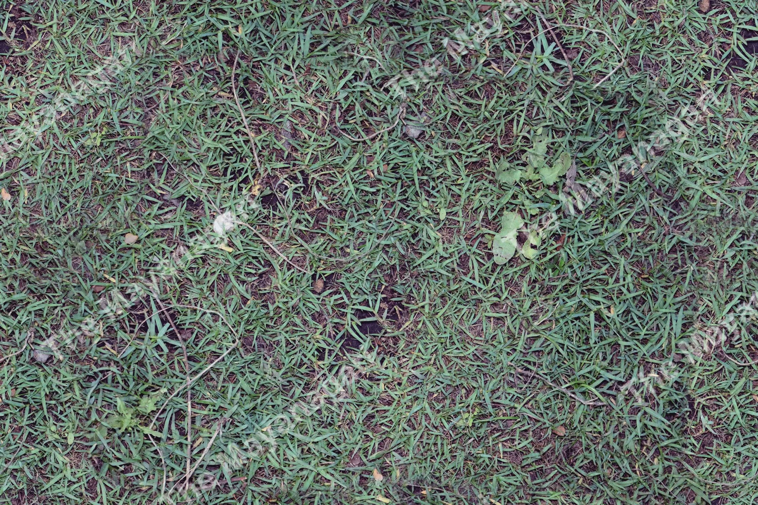 Grass Texture Pattern Pictures Photo Free Download