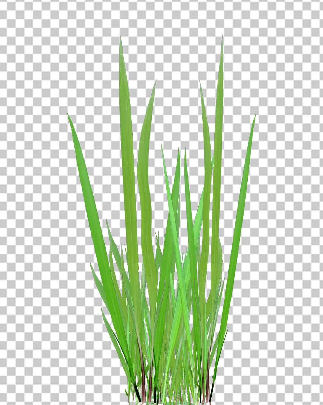 Free Green Grass Png Transparent Photo Free Download
