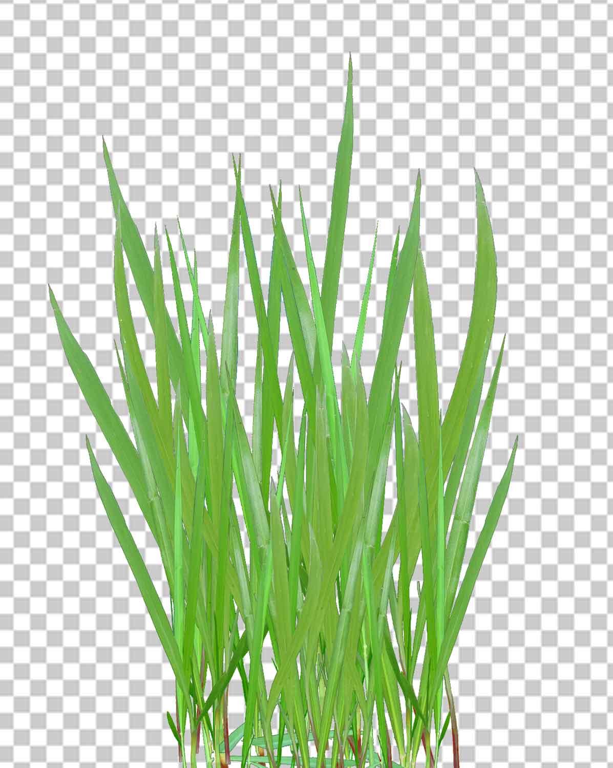 Green Grass Png Transparent Free Download Photo Free Download