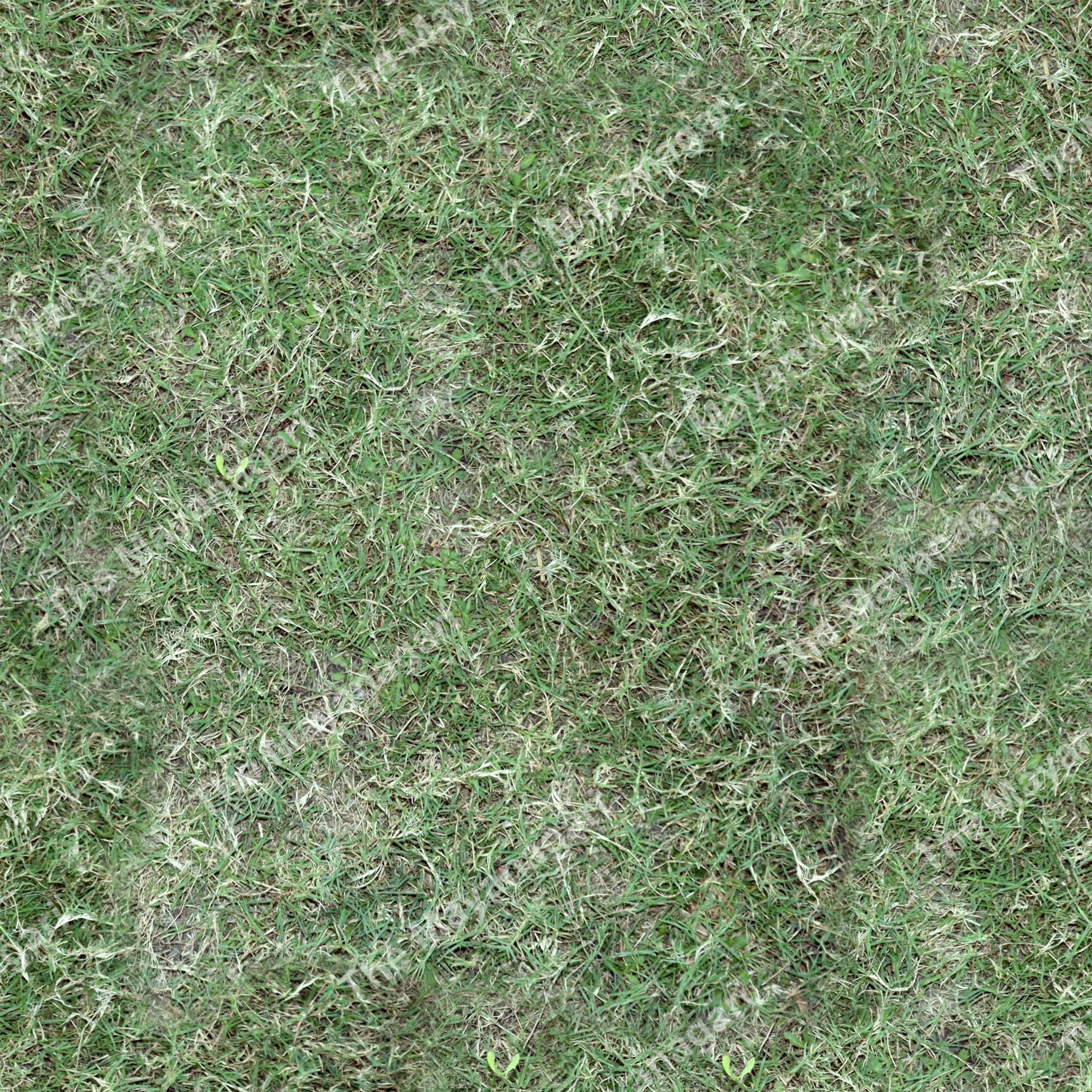 4K Grass Seamless Texture Download Photo Free Download