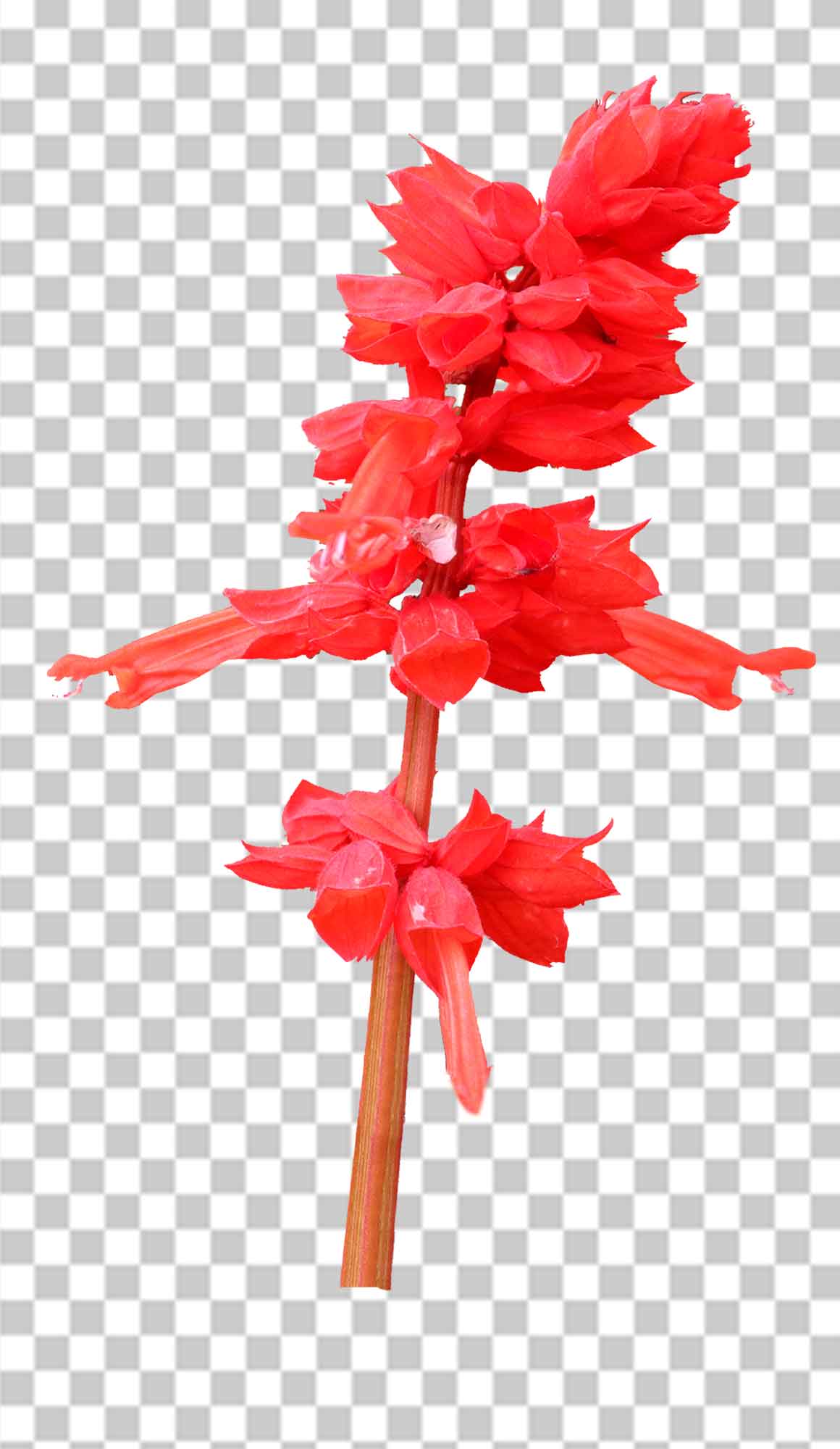 Indian Paintbrush Flower  Png Image Photo Free Download