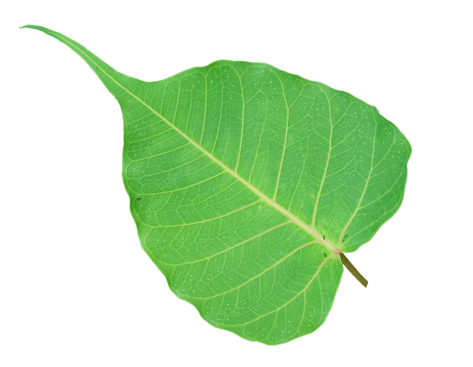 Peepal Leaf Png Transparent Image Download Photo Free Download