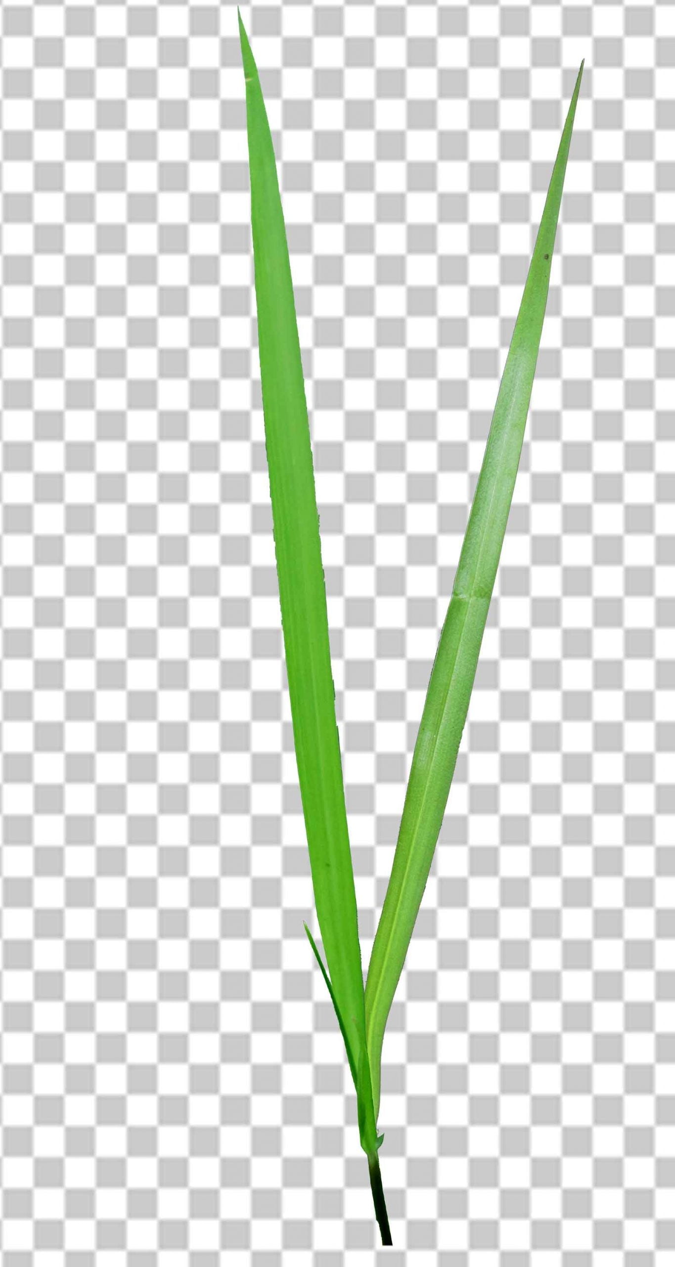 Free Single Grass Png Transparent Photo Free Download