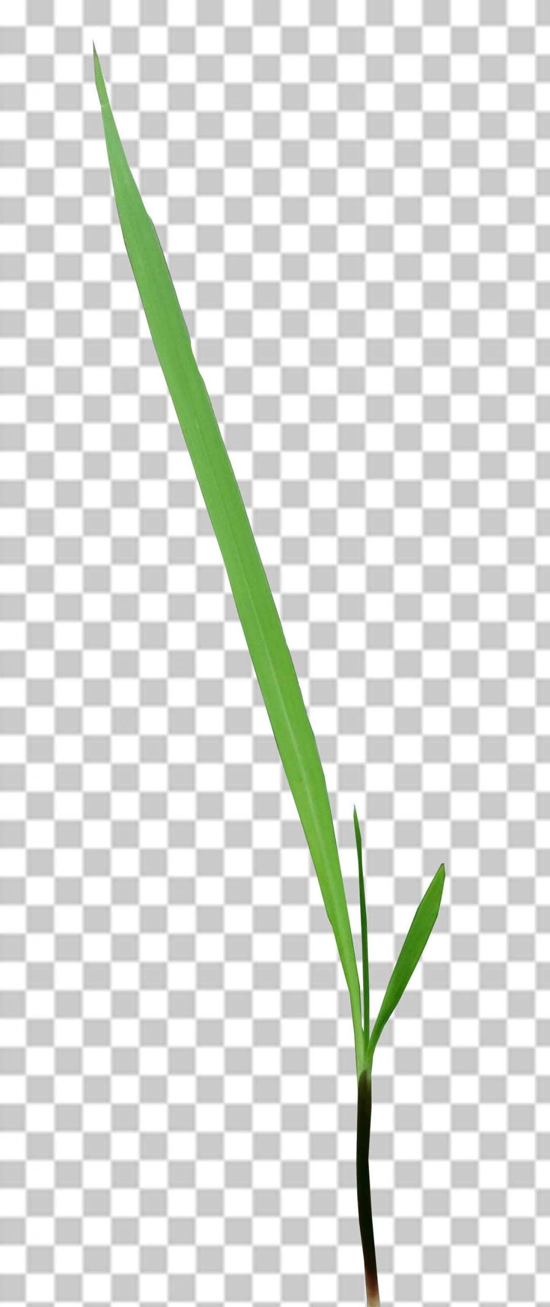 Single Grass Png Cipart Photo Free Download